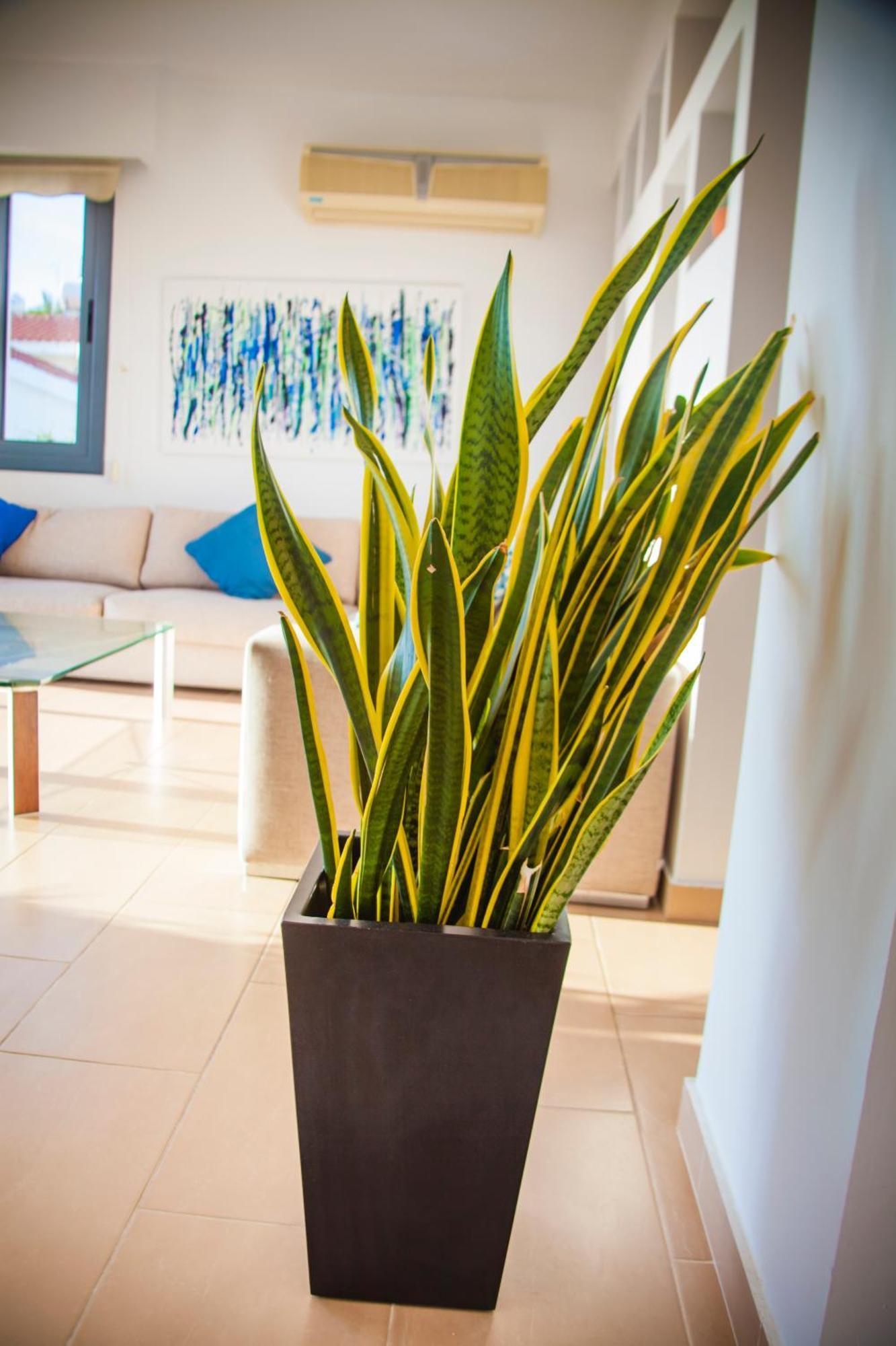 Julipapas Gardens Apartment Paphos Room photo